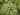 Carex-morrowii-Variegata.jpg