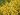 Gelber Bergilex ‘Golden Gem’ / Gelbe Japanstechpalme ‘Golden Gem’ – Ilex crenata ‘Golden Gem’