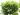 Quercus-palustris-Green-Dwarf.jpg
