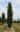 Quercus-palustris-Green-Pillar.jpg