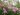 Rhododendron-Catawbiense-Boursault.jpg
