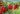 Rote Johannisbeere ‘Jonkheer van Tets’ – Ribes rubrum ‘Jonkheer van Tets’