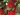 Rote Johannisbeere ‘Rovada’ – Ribes rubrum ‘Rovada’