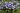 echte-bosanemoon-anemone-blanda-blue-shades-anemone-blanda-blue-shades-239.jpg