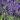 lavandula-angustifolia-hidcote-1581513446_l.jpg