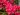 Rhododendron ‘Nova Zembla’ – Rhododendron Hybride ‘Nova Zembla’