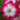 rosa-bukavu-wit-rood-heesterrozen-52-721-premium-goud-1.png