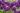 sierui-allium-aflatunense-purple-sensation-allium-aflatunense-purple-sensation-49b.jpg